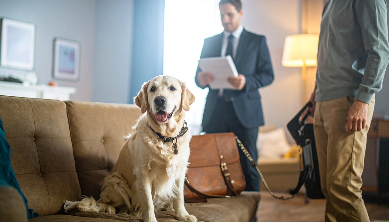 Golden Retriever sitzt entspannt auf Sofa, Gerichtsvollzieher im Hintergrund – Symbolbild Pfändung und Haustiere.